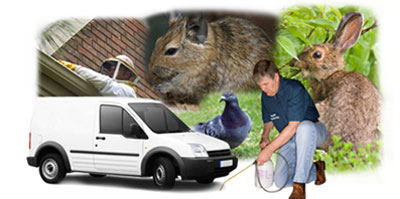 Brixton Hill local van